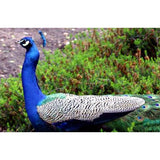 1001 Animal Photos