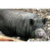 1001 Animal Photos