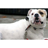 1001 Animal Photos
