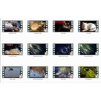 Amazing Animals HD 720p Motion Loops