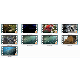 Amazing Animals HD 720p Motion Loops (Download)