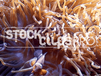 Animated Animals  GIF Motion Loops (Download)
