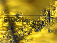 Nature's Wonders 2 Motion Loops
