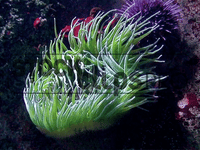 Animated Animals  GIF Motion Loops (Download)