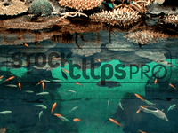 Animated Animals  GIF Motion Loops (Download)