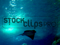 Animated Animals  GIF Motion Loops (Download)