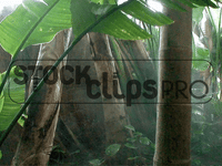 Nature's Wonders 2 Motion Loops