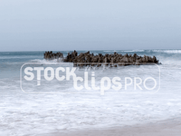 Beaches & Ocean Motion Loops
