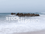 Beaches & Ocean Motion Loops