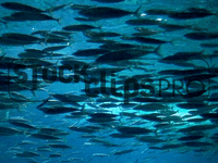 Animated Animals Motion Loops (Download)