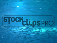 Animated Animals  GIF Motion Loops (Download)