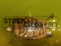 Animated Animals  GIF Motion Loops (Download)