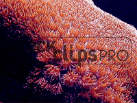 Nature's Wonders 2 Motion Loops (Download)