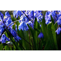 1001 Flower Photos (Download)