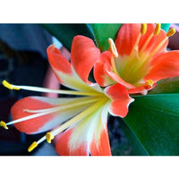1001 Flower Photos (Download)