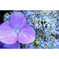 1001 Flower Photos (Download)