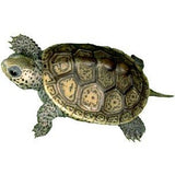 Hi-Rez: Animal PhotoClips (Download)