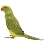 Hi-Rez: Animal PhotoClips (Download)