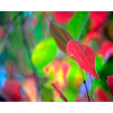 Photo Exclusives: Backgrounds