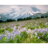 Photo Exclusives: Plants (Download)