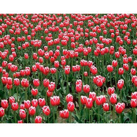 Photo Exclusives: Plants (Download)