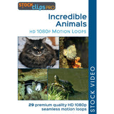 Incredible Animals Motion Loops (Download)