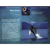DK: Encyclopedia of Our Living Oceans