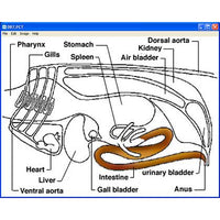 Kid Science: Fish Dissection (Download)