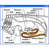 Kid Science: Fish Dissection (Download)