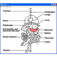 Kid Science: Pig Dissection (Download)