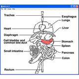 Kid Science: Pig Dissection (Download)