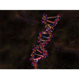 Double Helix 3D