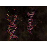 Double Helix 3D