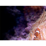 Sea Life - Video Screensavers