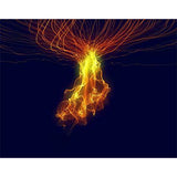 Living Neon - Video Screensavers
