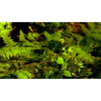 Living Summer Volume 2 - Video Screensavers