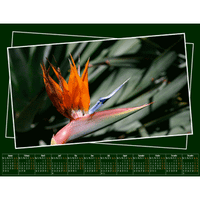 Calendar Bonanza! (Download)