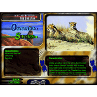 World of Wild Cats