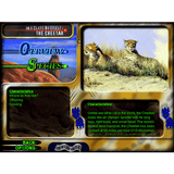 World of Wild Cats