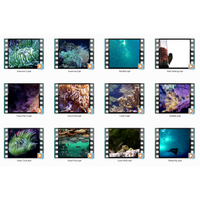 Animated Animals Motion Loops