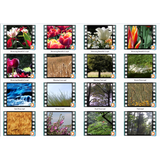 Nature's Wonders 1 Motion Loops