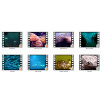 Animated Animals Motion Loops