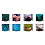 Animated Animals Motion Loops